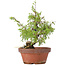 Juniperus chinensis Itoigawa, 24 cm, ± 8 jaar oud