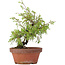 Juniperus chinensis Itoigawa, 24 cm, ± 8 Jahre alt