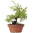 Juniperus chinensis Itoigawa, 24 cm, ± 8 anni