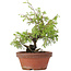 Juniperus chinensis Itoigawa, 24 cm, ± 8 jaar oud