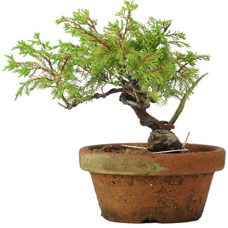 Juniperus chinensis Itoigawa, 17 cm, ± 8 jaar oud