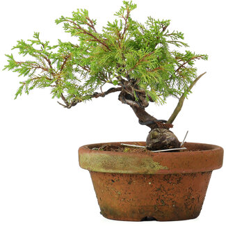 Juniperus chinensis Itoigawa, 17 cm, ± 8 years old