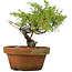 Juniperus chinensis Itoigawa, 17 cm, ± 8 jaar oud