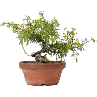 Juniperus chinensis Itoigawa, 18,5 cm, ± 8 anni