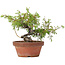 Juniperus chinensis Itoigawa, 18,5 cm, ± 8 años