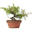 Juniperus chinensis Itoigawa, 18,5 cm, ± 8 jaar oud