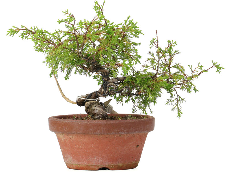 Juniperus chinensis Itoigawa, 18,5 cm, ± 8 jaar oud