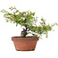 Juniperus chinensis Itoigawa, 18,5 cm, ± 8 ans