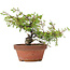 Juniperus chinensis Itoigawa, 18,5 cm, ± 8 years old