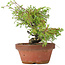 Juniperus chinensis Itoigawa, 18,5 cm, ± 8 years old