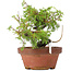 Juniperus chinensis Itoigawa, 18,5 cm, ± 8 anni