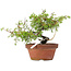 Juniperus chinensis Itoigawa, 18,5 cm, ± 8 years old