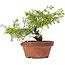 Juniperus chinensis Itoigawa, 18,5 cm, ± 8 jaar oud