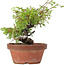 Juniperus chinensis Itoigawa, 18,5 cm, ± 8 years old