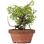 Juniperus chinensis Itoigawa, 18,5 cm, ± 8 years old