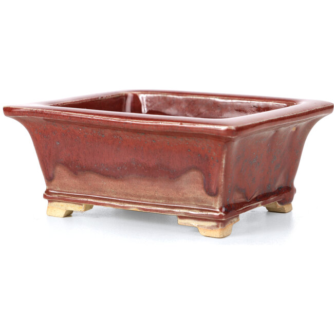 Maceta de bonsái roja rectangular de Keiun Fukuda - 134 x 111 x 58 mm