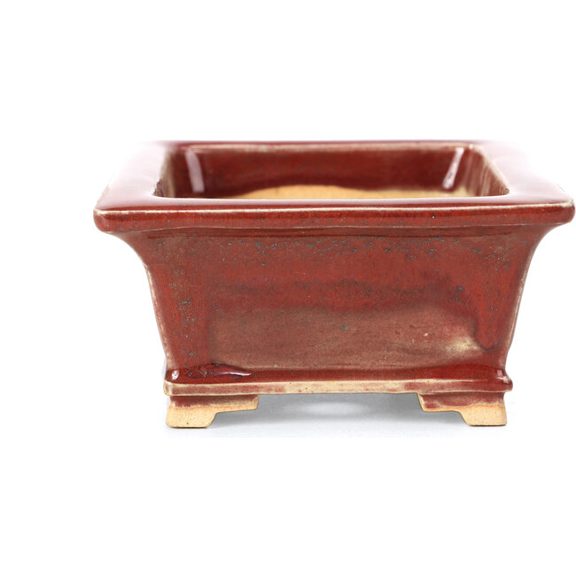 Maceta de bonsái roja rectangular de Keiun Fukuda - 134 x 111 x 58 mm