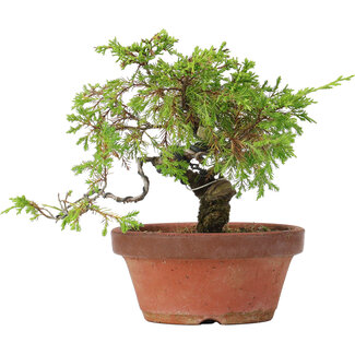 Juniperus chinensis Itoigawa, 19,5 cm, ± 8 anni