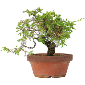 Juniperus chinensis Itoigawa, 19,5 cm, ± 8 años