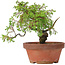 Juniperus chinensis Itoigawa, 19,5 cm, ± 8 ans