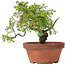 Juniperus chinensis Itoigawa, 19,5 cm, ± 8 jaar oud