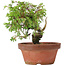 Juniperus chinensis Itoigawa, 19,5 cm, ± 8 jaar oud