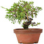 Juniperus chinensis Itoigawa, 19,5 cm, ± 8 jaar oud