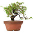 Juniperus chinensis Itoigawa, 19,5 cm, ± 8 jaar oud