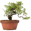 Juniperus chinensis Itoigawa, 19,5 cm, ± 8 jaar oud