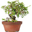 Juniperus chinensis Itoigawa, 19,5 cm, ± 8 jaar oud