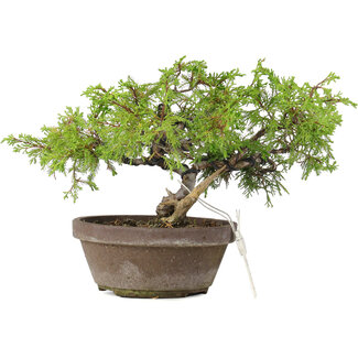 Juniperus chinensis Itoigawa, 18,5 cm, ± 8 anni