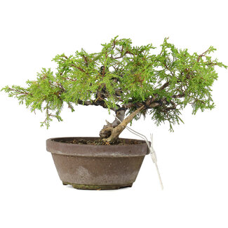 Juniperus chinensis Itoigawa, 18,5 cm, ± 8 jaar oud