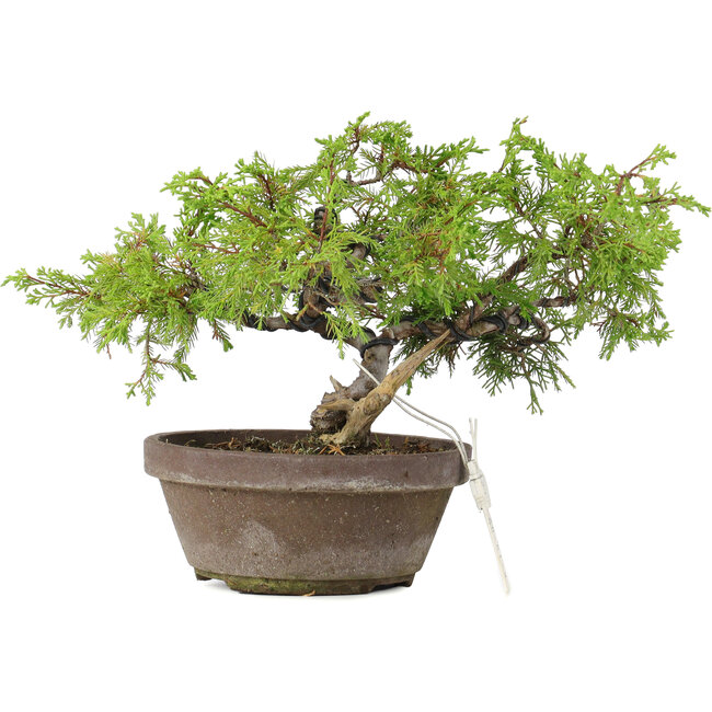 Juniperus chinensis Itoigawa, 18,5 cm, ± 8 jaar oud