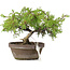 Juniperus chinensis Itoigawa, 18,5 cm, ± 8 jaar oud