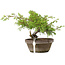 Juniperus chinensis Itoigawa, 18,5 cm, ± 8 años