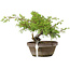 Juniperus chinensis Itoigawa, 18,5 cm, ± 8 years old