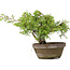 Juniperus chinensis Itoigawa, 18,5 cm, ± 8 years old