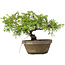 Juniperus chinensis Itoigawa, 18,5 cm, ± 8 years old