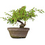 Juniperus chinensis Itoigawa, 18,5 cm, ± 8 years old
