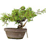 Juniperus chinensis Itoigawa, 18,5 cm, ± 8 anni