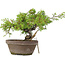 Juniperus chinensis Itoigawa, 18,5 cm, ± 8 jaar oud