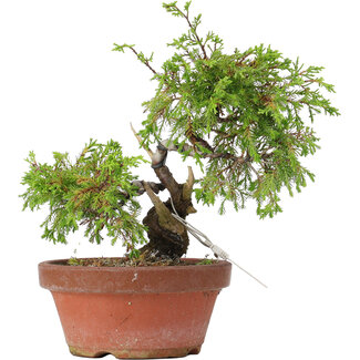 Juniperus chinensis Itoigawa, 21,5 cm, ± 8 ans