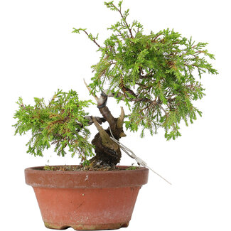 Juniperus chinensis Itoigawa, 21,5 cm, ± 8 jaar oud