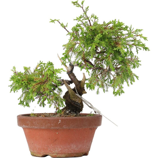 Juniperus chinensis Itoigawa, 21,5 cm, ± 8 años