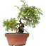 Juniperus chinensis Itoigawa, 21,5 cm, ± 8 jaar oud