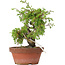 Juniperus chinensis Itoigawa, 21,5 cm, ± 8 ans
