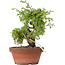 Juniperus chinensis Itoigawa, 21,5 cm, ± 8 jaar oud