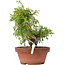 Juniperus chinensis Itoigawa, 21,5 cm, ± 8 jaar oud