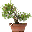 Juniperus chinensis Itoigawa, 21,5 cm, ± 8 jaar oud