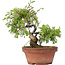 Juniperus chinensis Itoigawa, 21,5 cm, ± 8 jaar oud